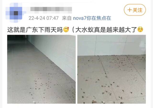 密密麻麻！广东多地突现大量小飞虫，深圳也常见！疾控专家提醒