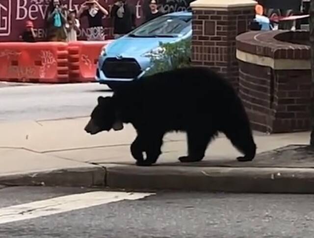 美国北卡罗莱纳州艾斯维尔巿闹市现黑熊旁若无人施施然过马路