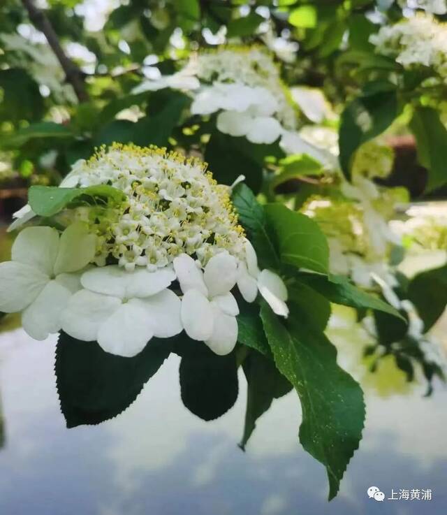 上海一周区情：上海各行业有序复工复产 首批常态化核酸采样点名单公布