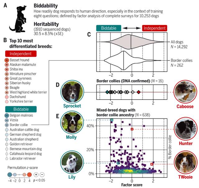 基因研究表明仅靠品种很难预测狗的行为
