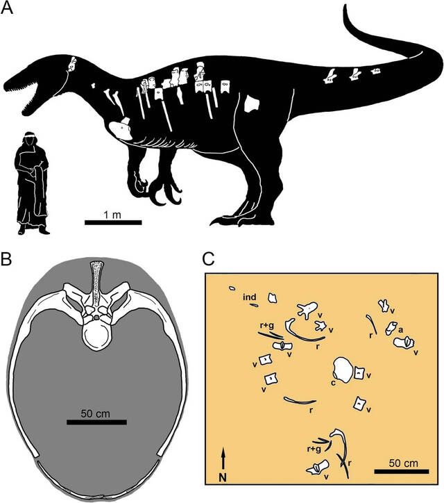 7000万年前在阿根廷森林中出没的大盗龙Maip macrothorax