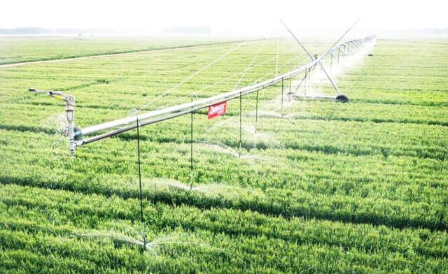 自走式指针喷灌机正在“211”种养循环生态农场的麦田里工作。受访者供图