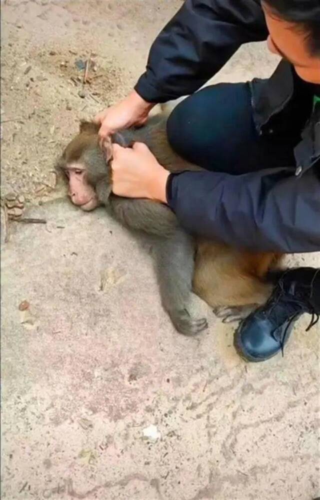 流浪猴团伙“大闹”南京：其中一只已捕获，剩余泼猴仍在追踪