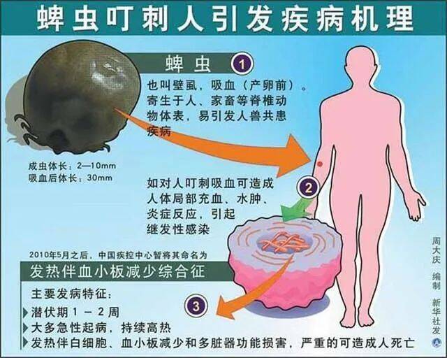 警惕！这种“毒虫”近期活跃！有人被咬住进ICU，深圳疾控提醒