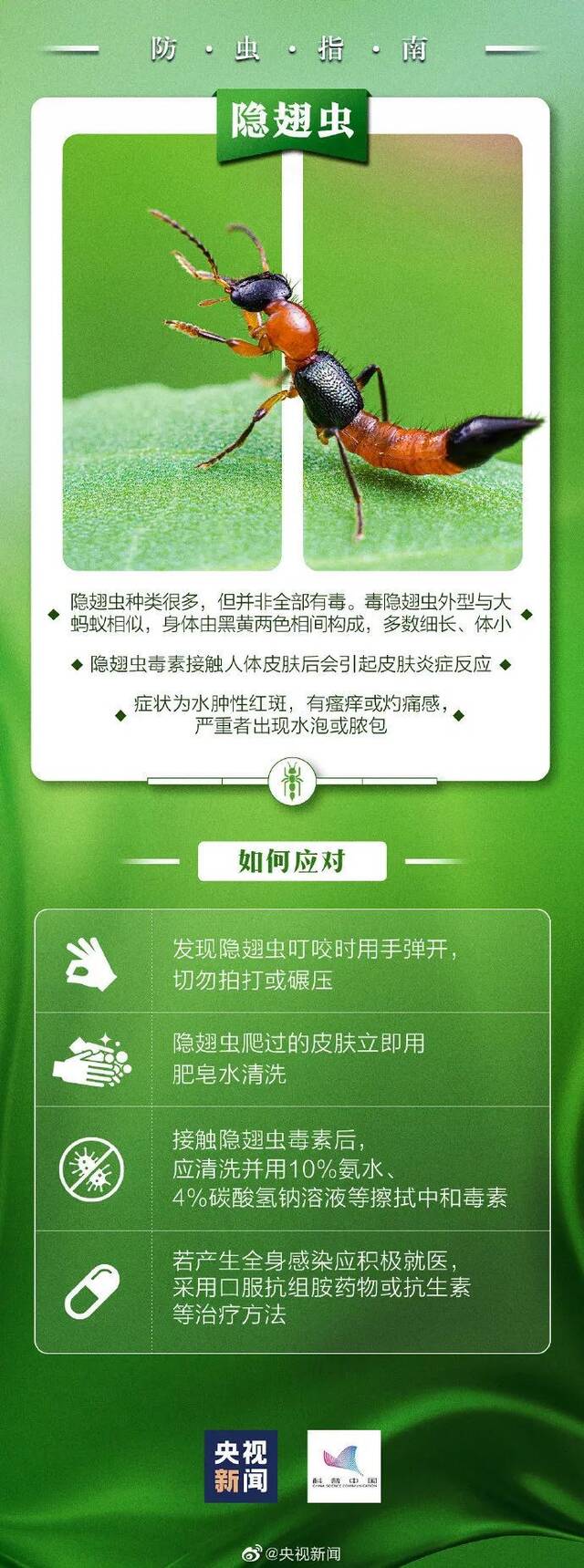 警惕！这种“毒虫”近期活跃！有人被咬住进ICU，深圳疾控提醒