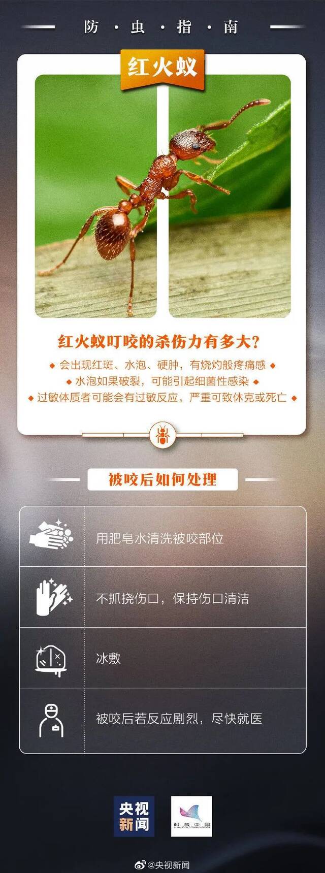 警惕！这种“毒虫”近期活跃！有人被咬住进ICU，深圳疾控提醒