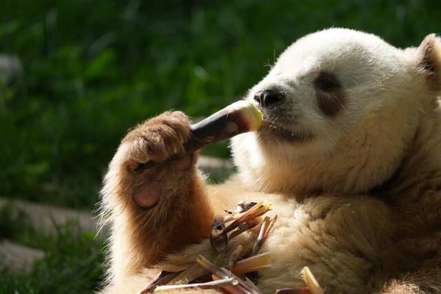 大熊猫“七仔”正在吃竹笋。（新华社发）