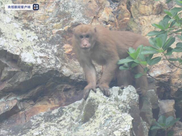 广西大明山再次发现国家二级重点保护野生动物熊猴