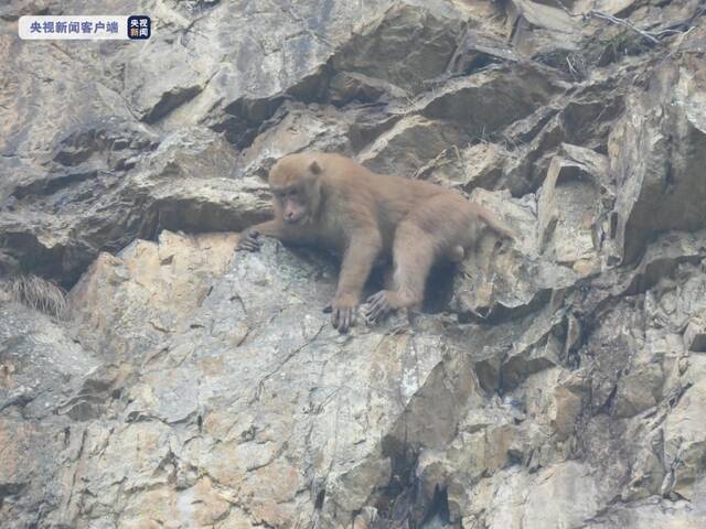 广西大明山再次发现国家二级重点保护野生动物熊猴