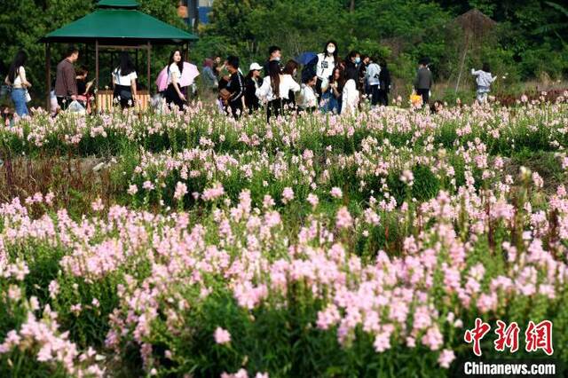 市民在孔元村赏花。王东明摄