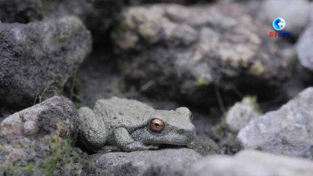 全球连线｜澳大利亚放归100只极度濒危斑点树蛙