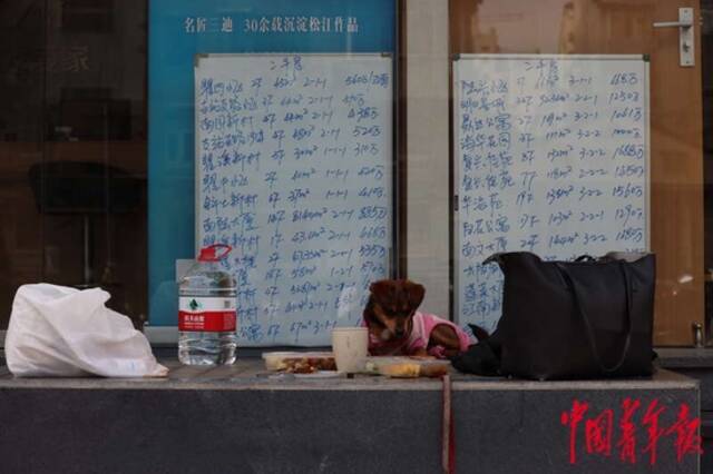 5月3日，上海市黄浦区，“电话亭女士”的小狗“丽丽”正窝在一家暂停营业的房屋中介门前。中青报·中青网记者李强/摄