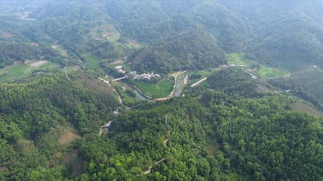 奋进新征程 建功新时代·伟大变革｜返乡黎族大学生的茶香青春