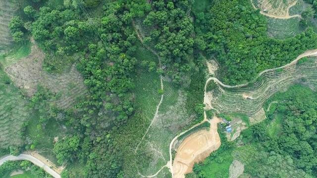 奋进新征程 建功新时代·伟大变革｜返乡黎族大学生的茶香青春