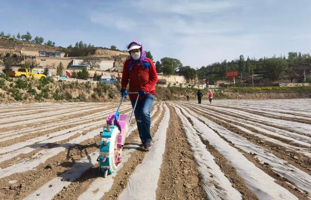 中庄村村民正在进行玉米大豆带状复合种植。（新华社记者靳赫摄）