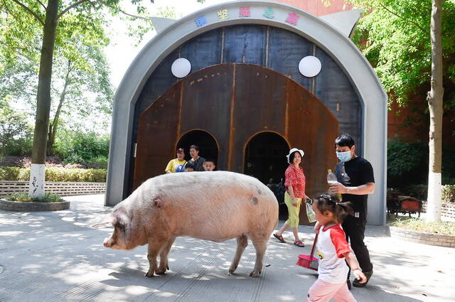 汶川地震十四周年：“猪坚强”标本预计5月12日展出