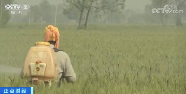 55℃！印度遭遇122年“最强热浪”！冲击农业生产，或将限制小麦出口？