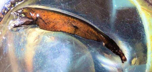 MBARI科学家发现罕见的深海高鳍龙鱼Bathophilus flemingi长满锋利牙齿的捕食者