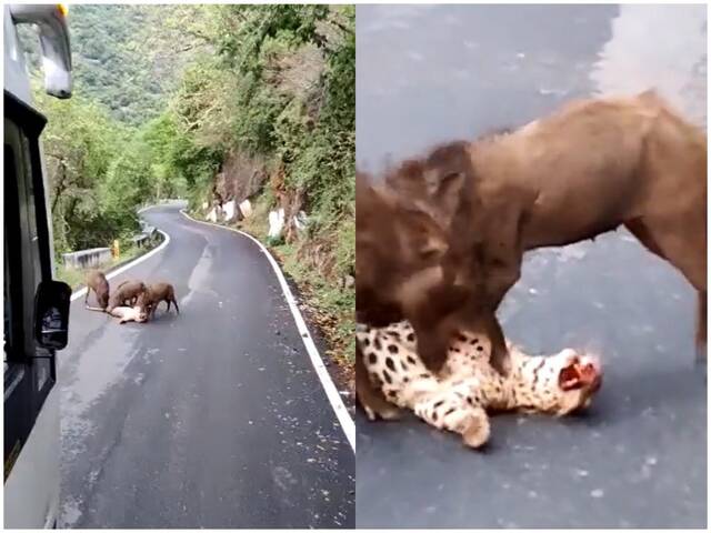 印度南部泰米尔纳德邦花豹被汽车撞死尸体遭3头野猪撕咬蹂躏