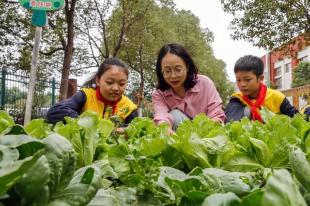 ↑资料图。2021年10月12日，江西新余市渝水区仙来学校学生正在本班责任地进行劳动课实践教学。