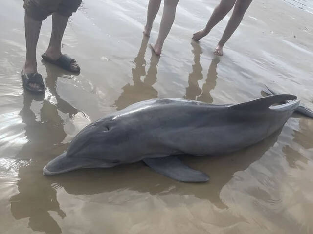 美国德克萨斯州的金塔纳海滩宽吻海豚搁浅遭游客包围骑乘惨溺死