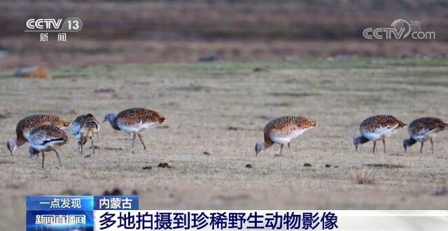 内蒙古多地拍摄到珍稀野生动物活动影像