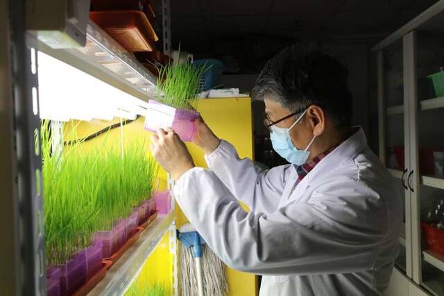 疫情期间，住在实验室的郭房庆研究员在观察、照料植物生长