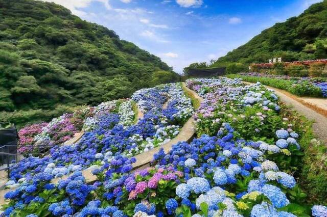 台北市阳明山竹子湖5月起绣球花盛开。台湾“中央社”供图，旅游业者提供。