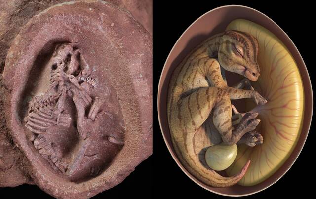 鸭嘴龙胚胎化石与复原图。福建省英良石材自然历史博物馆供图