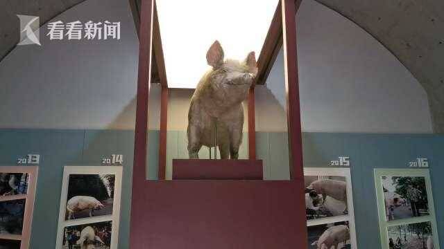 视频｜汶川地震14周年 “猪坚强”标本在博物馆展出