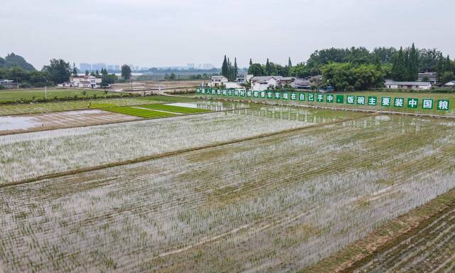 这是5月11日在四川省青神县高台镇百家池村拍摄的已完成插秧的稻田。新华社记者王曦摄