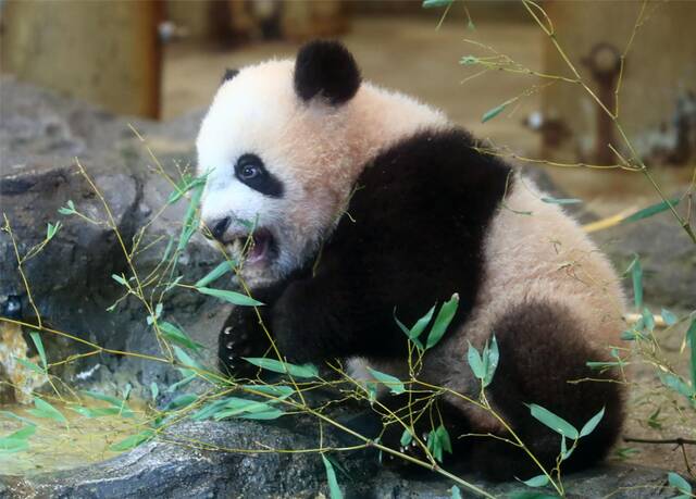 大熊猫“香香”（资料图）