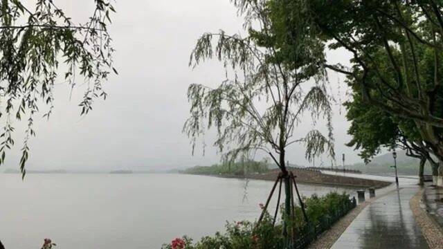 今晨，杭州一处断桥边的七棵柳树补植完成！柳浪闻莺的柳树也有消息了…