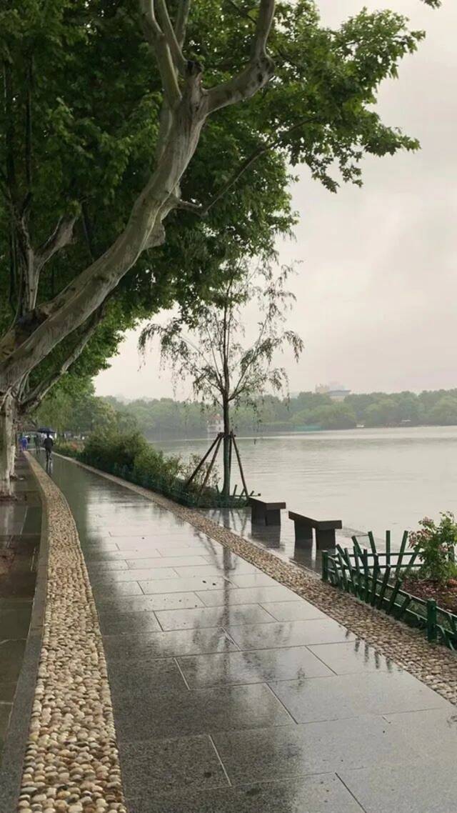 今晨，杭州一处断桥边的七棵柳树补植完成！柳浪闻莺的柳树也有消息了…