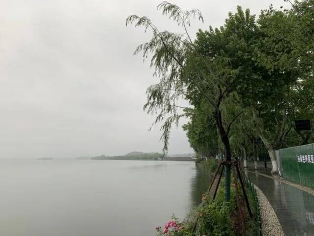 今晨，杭州一处断桥边的七棵柳树补植完成！柳浪闻莺的柳树也有消息了…