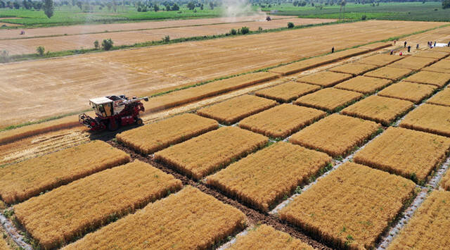 印度禁止小麦出口，即刻生效！美欧也将面临干旱夏天