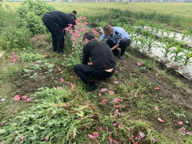 ▍民辅警将现场的罂粟铲除