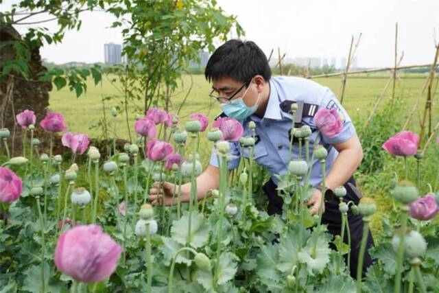 种了这种花，杭州已拘留147人！