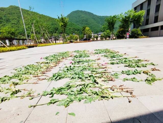 种了这种花，杭州已拘留147人！