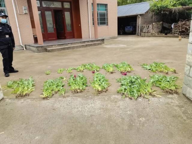 种了这种花，杭州已拘留147人！