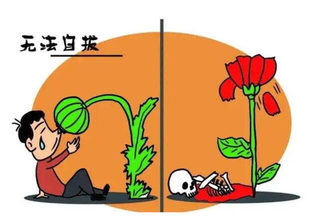 种了这种花，杭州已拘留147人！