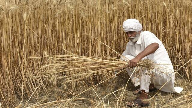 印度农民在收割小麦（图源：外媒）