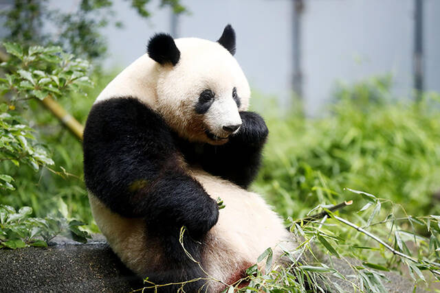 大熊猫“香香”。人民视觉资料图