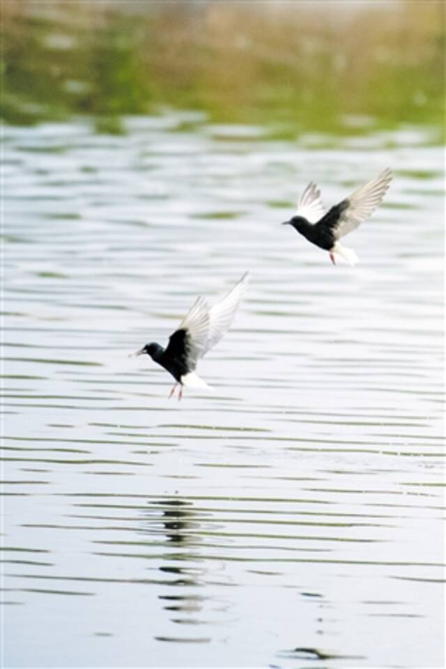 海口生态引客来 浮鸥“打卡”荣山村