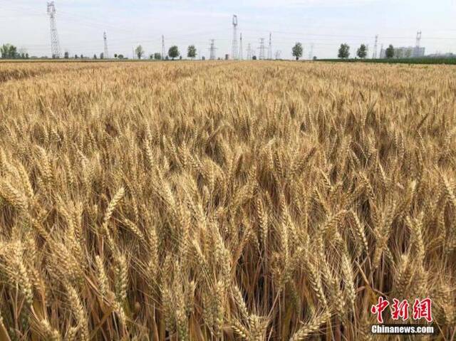 已经陆续成熟的小麦。（图文无关）刘峰摄
