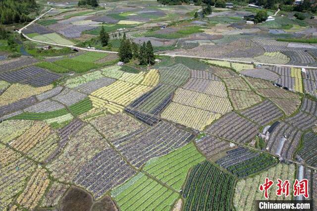 大湖乡新塘村蔬菜基地总面积达2000余亩，基地年产量约21600吨，产值约2600万元人民币。王东明摄