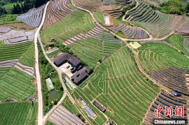 大湖乡雪峰蔬菜基地的蔬菜主要种植在梯田中，空中俯瞰，宛如大地指纹。王东明摄