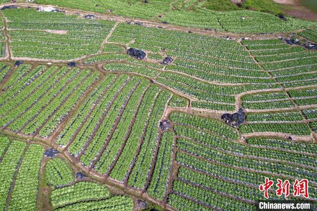 大湖乡雪峰蔬菜基地的蔬菜主要种植在梯田中，空中俯瞰，宛如大地指纹。王东明摄