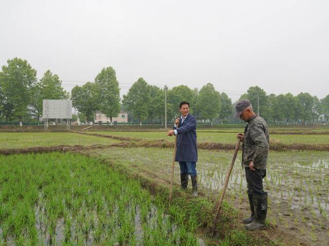 青阳县农丰水稻种植专业合作社社员王德清（右一）和合作社负责人黄卫胜交流再生稻田间管理事宜。新华社发（杨亮摄）