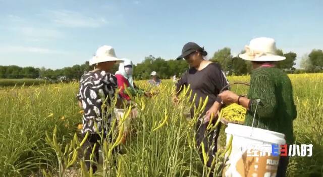 供不应求！戈壁滩上种菜，远销海内外！有农户一年收入20万元